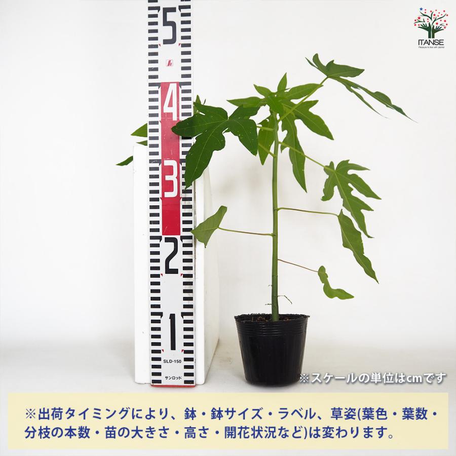 レッドレディ パパイヤ 果樹の苗 3.5号/1個売り ガーデニング 家庭菜園