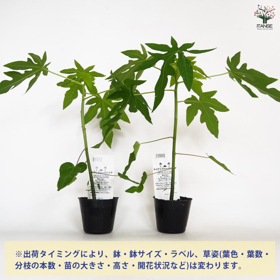 レッドレディ パパイヤ 果樹の苗 3.5号/1個売り ガーデニング 家庭菜園