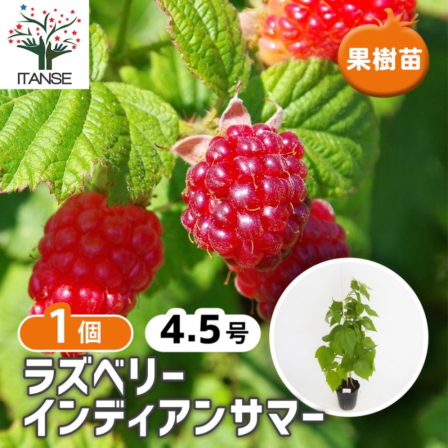 ラズベリーの苗木 インディアンサマー(木苺) 果樹の苗木 4.5号/1個売り