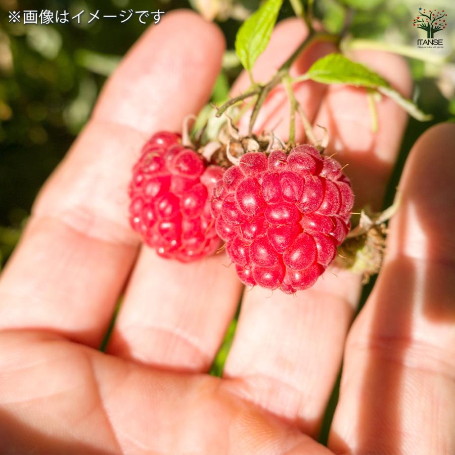 ラズベリーの苗木 インディアンサマー(木苺) 果樹の苗木 4.5号/1個売り