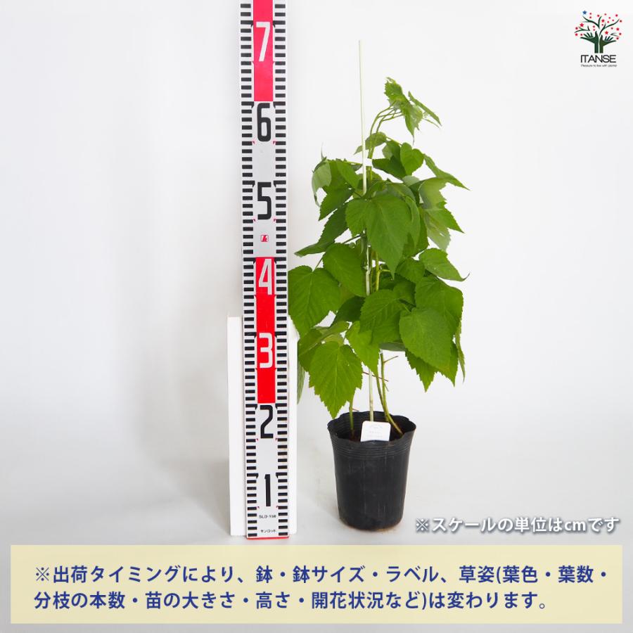 ラズベリーの苗木 インディアンサマー(木苺) 果樹の苗木 4.5号/1個売り