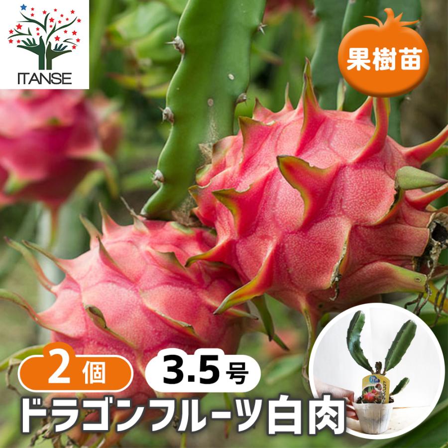 果樹苗 ドラゴンフルーツ白肉 10.5cm お買い得2個セット 送料無料