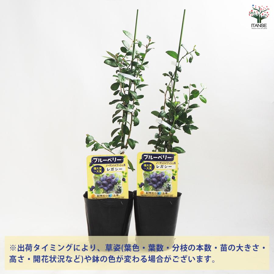 ブルーベリー　苗　2本セット 381 お買い得品 苗木・植木 ブルーベリー 苗 2本セット 381 お買い得品