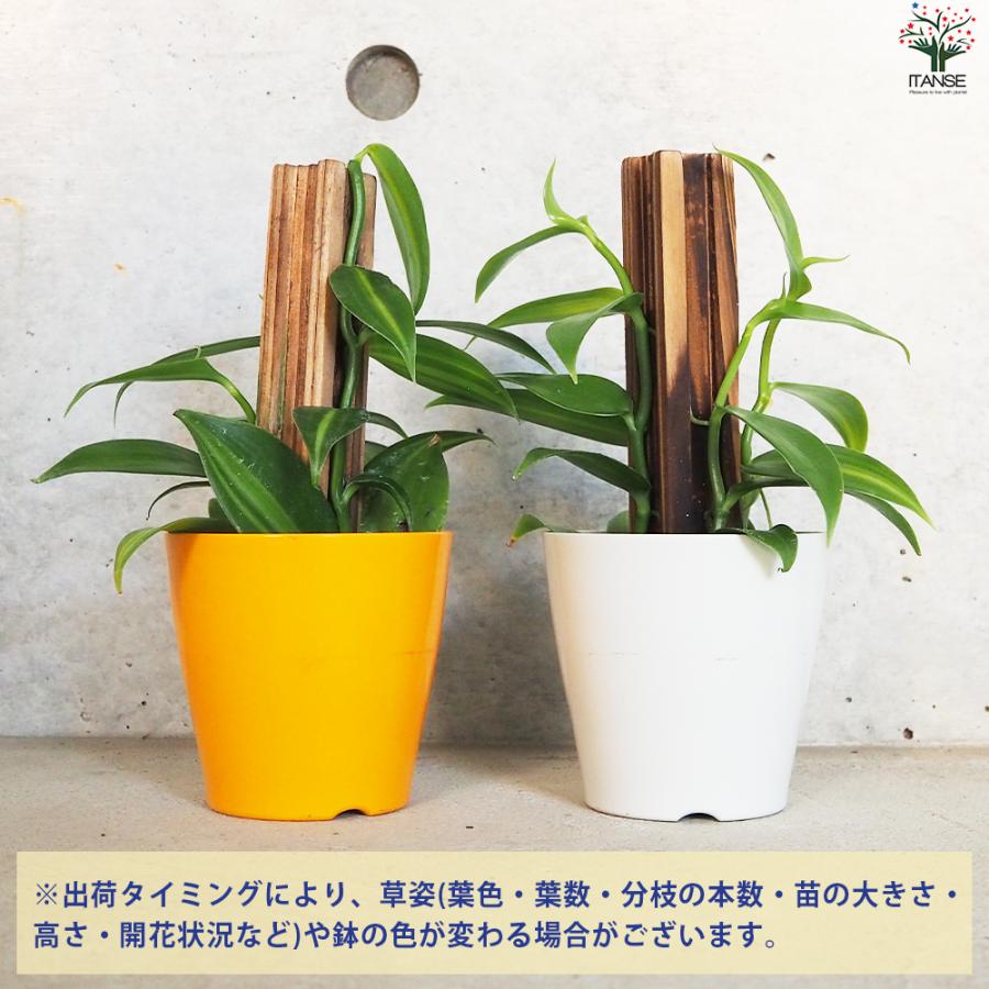 バニラの木 花苗 10.5cmポット/お買い得4個セット バニラの苗木 バニラ