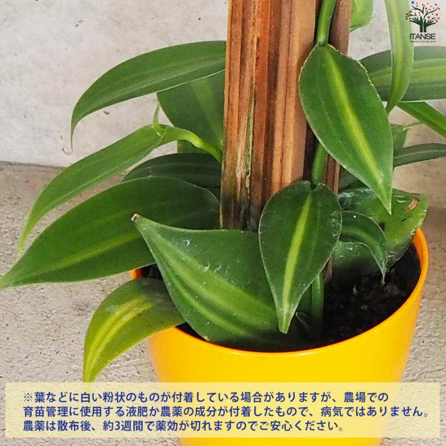 バニラの木 花苗 10.5cmポット/お買い得8個セット バニラの苗木