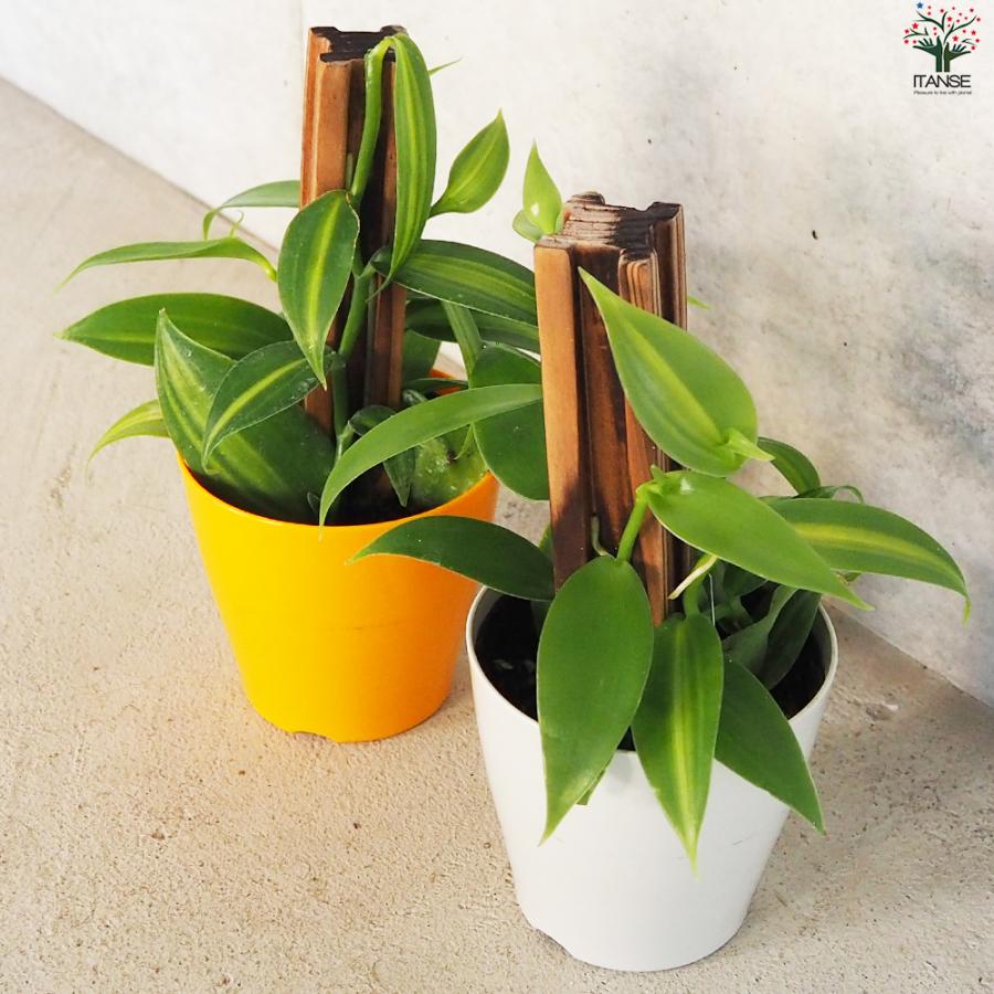 パニーニ PFL バラ売り Amazon.co.jp: カルロス・テベス ユベントス FC SUPER