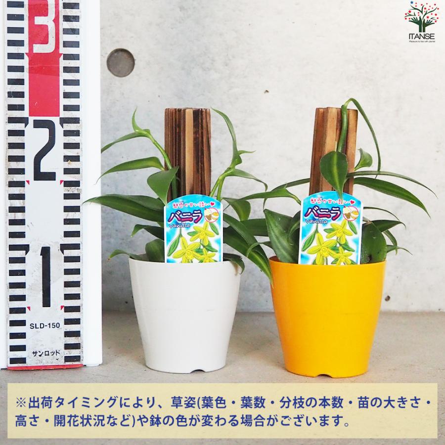 バニラの木 花苗 10.5cmポット/お買い得12個セット バニラの苗木