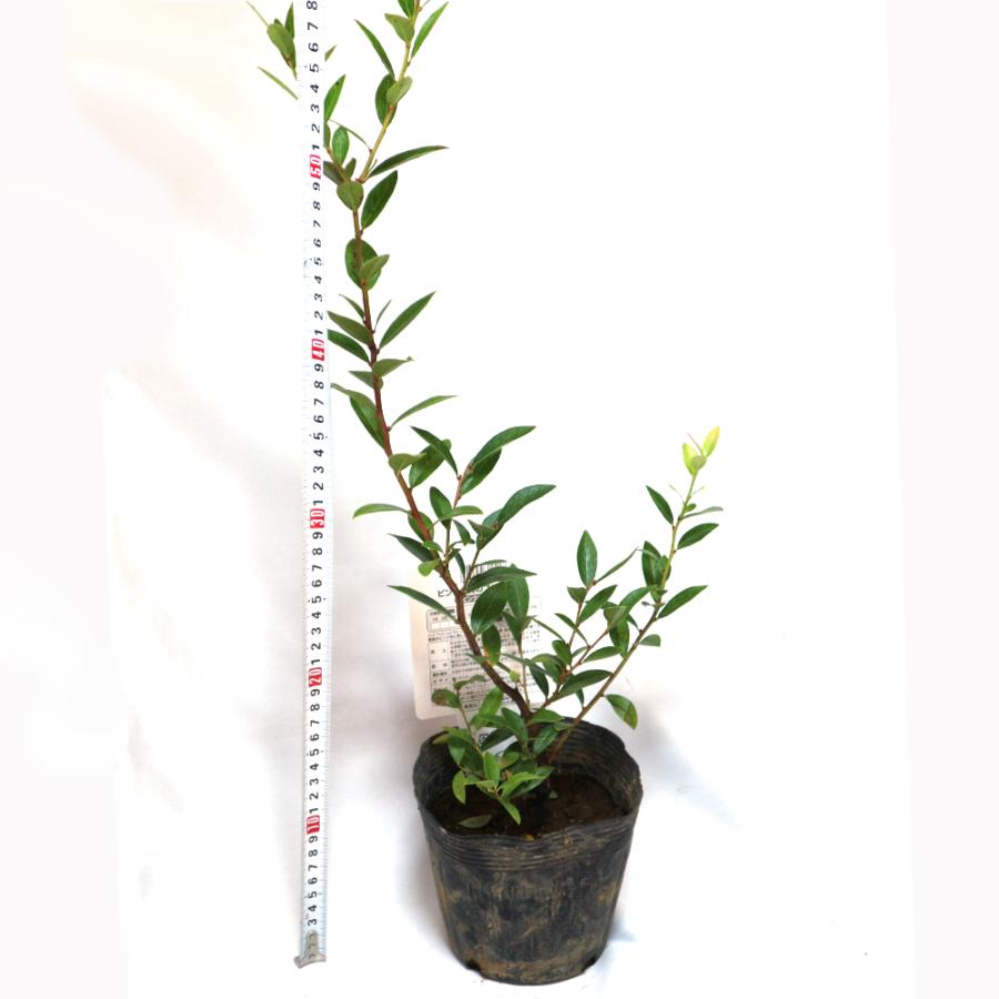 ITANSE ブルーベリー ピンクレモネード 果樹苗 2年生挿し木大苗 15cm