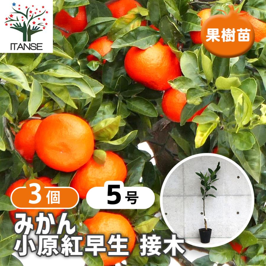 ITANSE みかんの苗 小原紅早生(おばらべにわせ) 果樹の苗木 接木苗