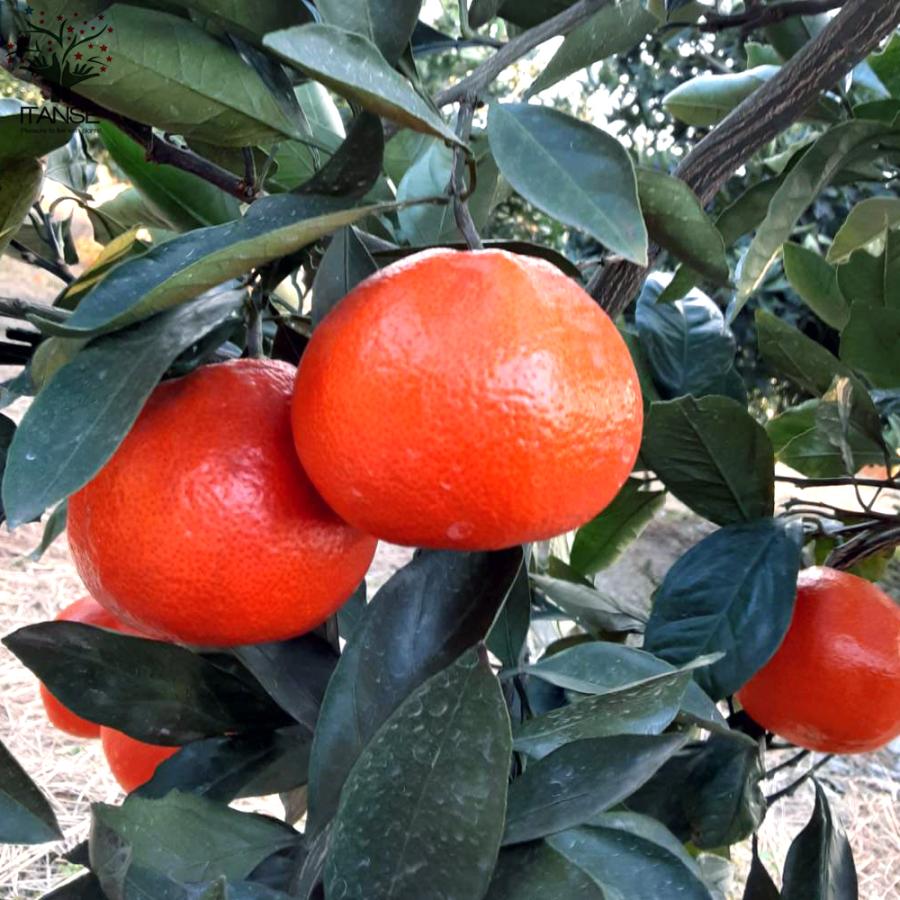 ITANSE みかんの苗 小原紅早生(おばらべにわせ) 果樹の苗木 接木苗