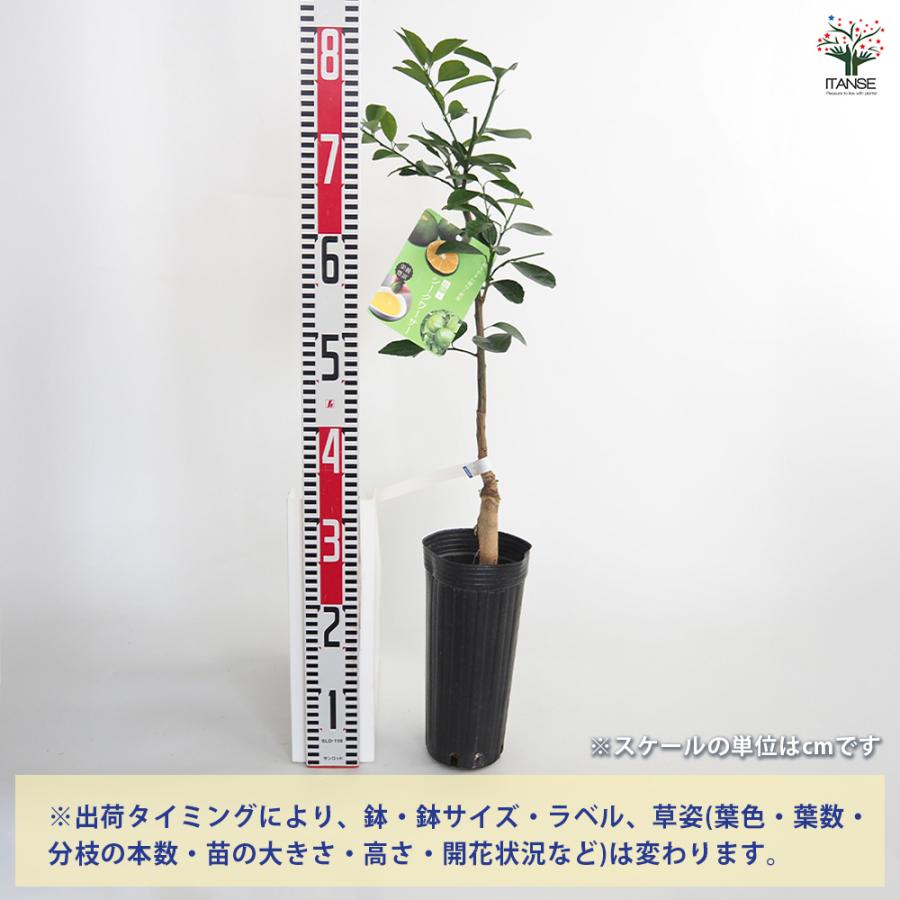シークヮーサー(ヒラミレモン)大苗 接ぎ木苗木 2年 種なしシークワーサー 果樹の苗木 4号/1個売り 種なし シークワーサー