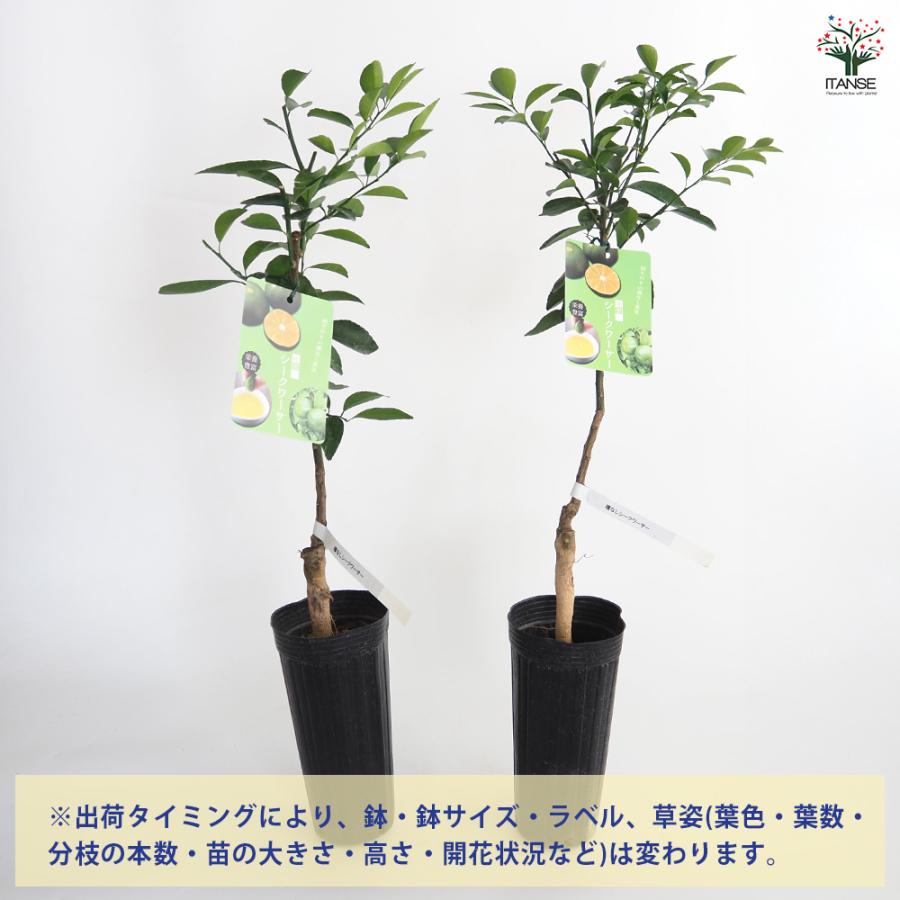 種なしシークワーサー 果樹の苗木 4号/1個売り 種なし シークワーサー