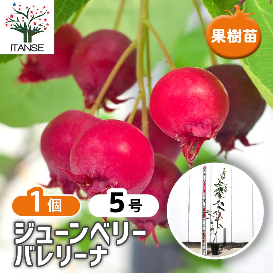 ジューンベリーの苗木 バレリーナ 果樹の苗木 5号/1個売り ベリー苗