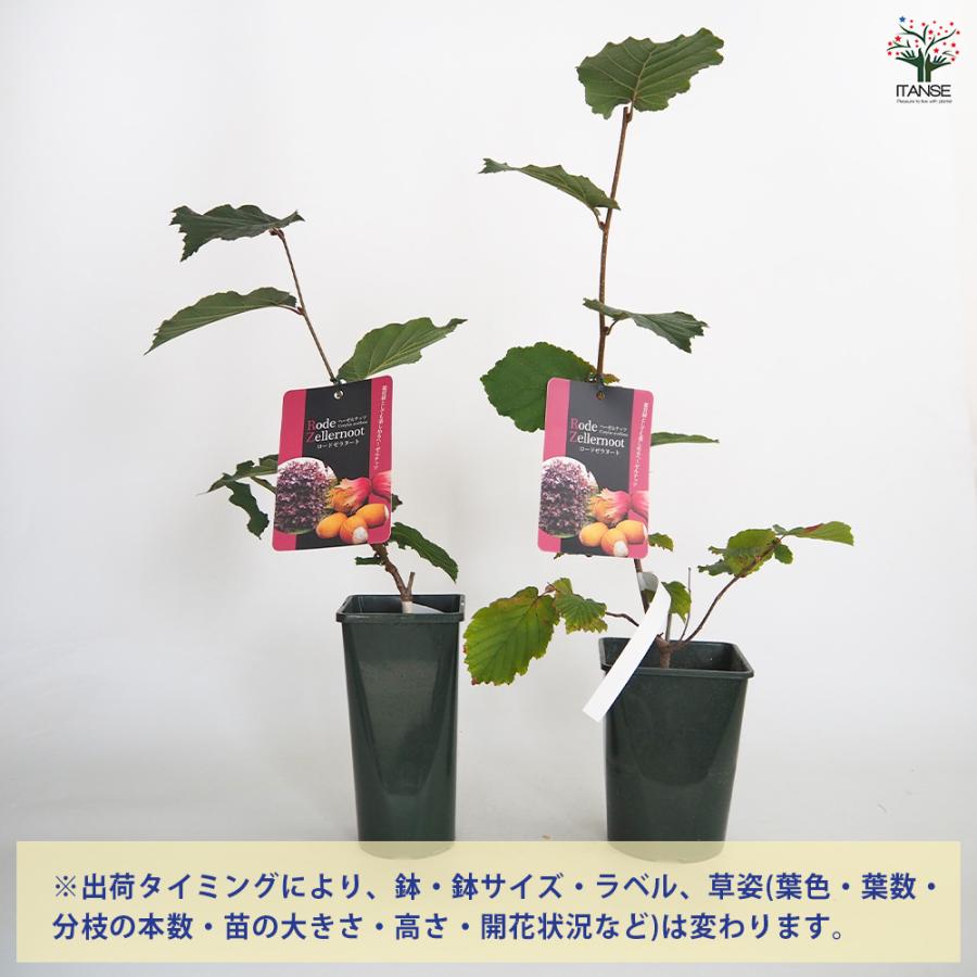 ヘーゼルナッツ苗 4品種セット 今回だけの贅沢アーモンド