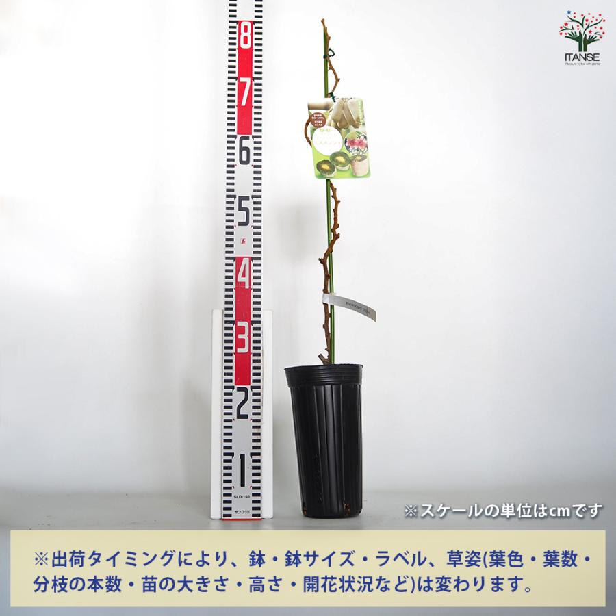 キウイの苗木 ミススンシェ 果樹の苗木 4号/1個売り キウイ苗 キウイの