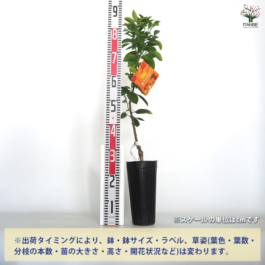 柑橘の苗 秋あかねオレンジゼリー 果樹の苗木 4号/1個売り シトラス