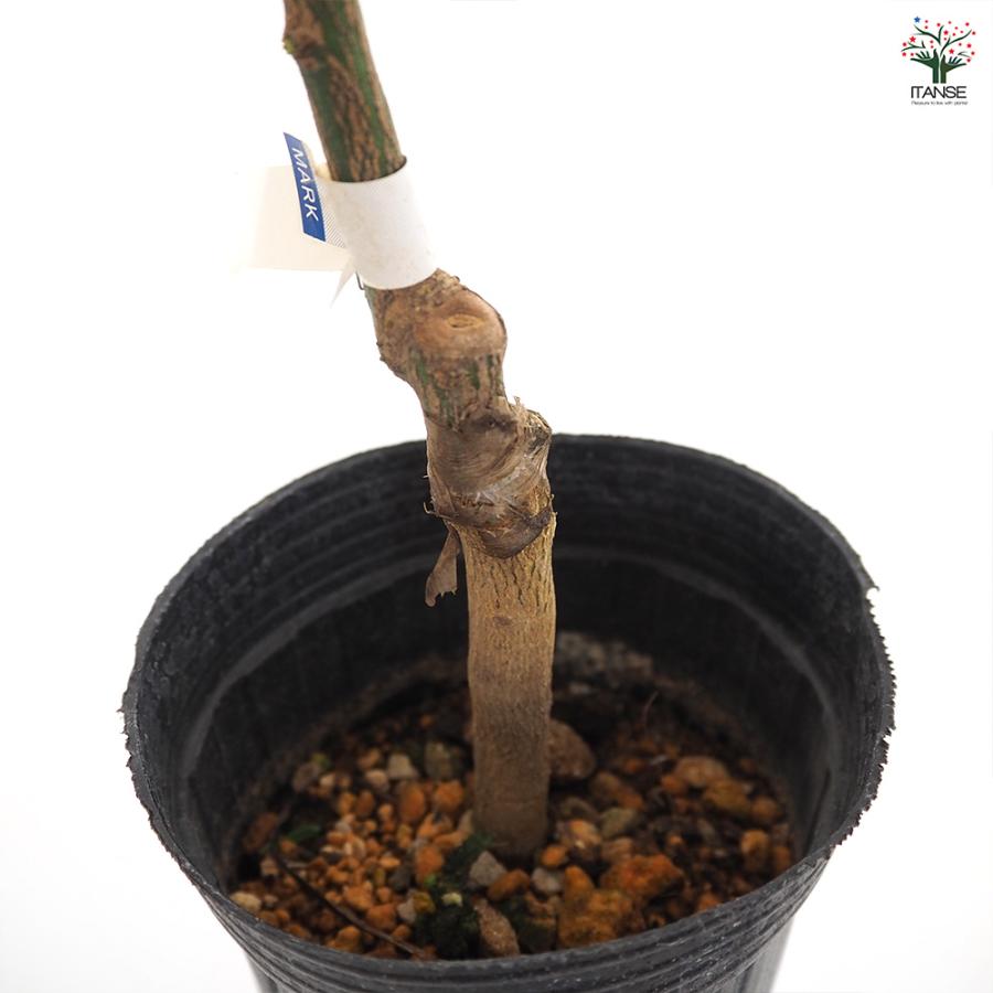 柑橘の苗 秋あかねオレンジゼリー 果樹の苗木 4号/1個売り シトラス