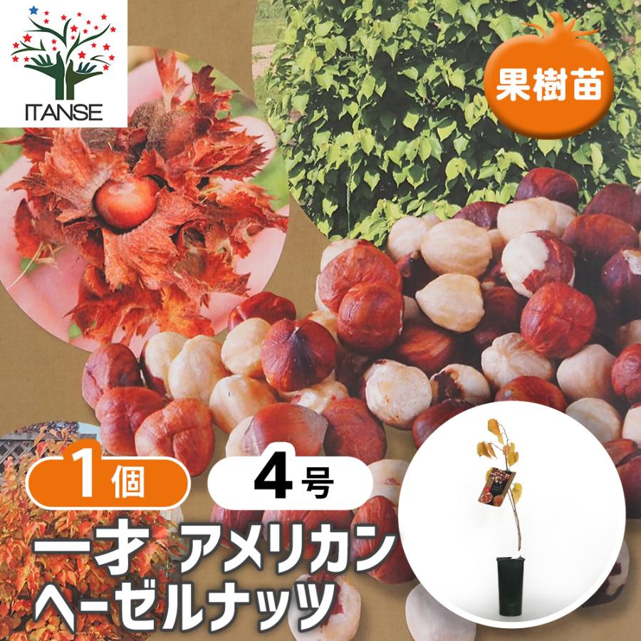 ヘーゼルナッツの苗木 一才アメリカン 果樹の苗木 4号/1個売り