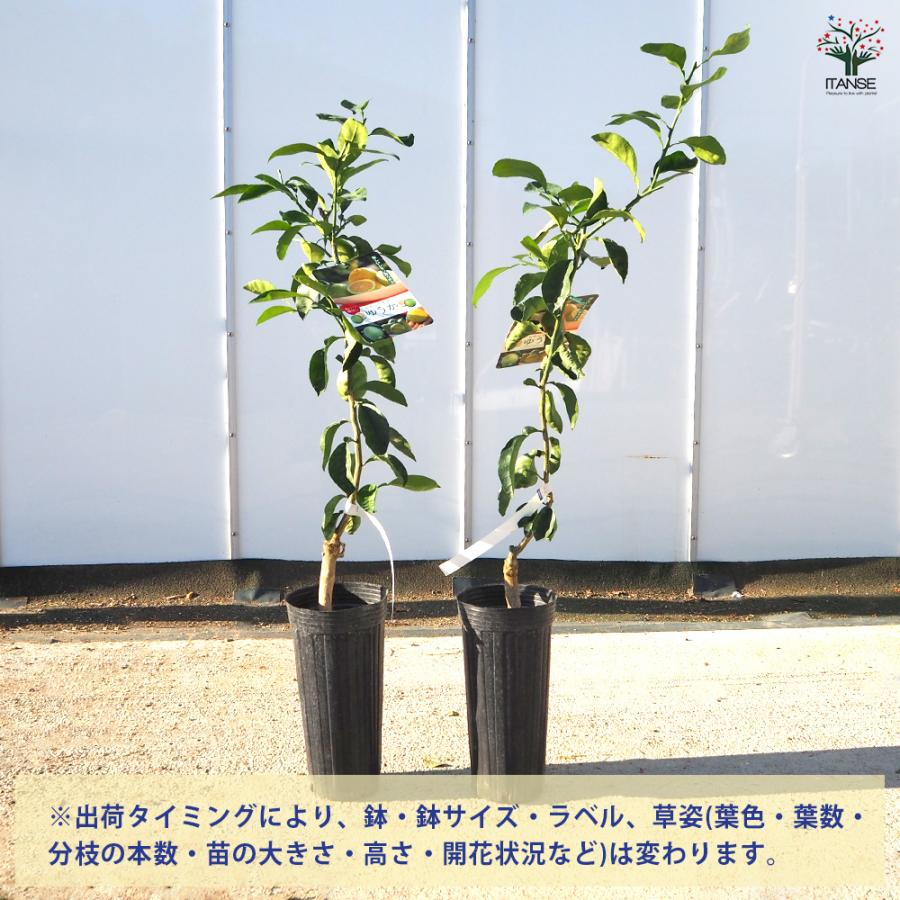 4本セット苗　　柑橘苗　レモン苗木 レモンカボス ゆうか 果樹の苗木 4号/1個売り カボス 酢みかん