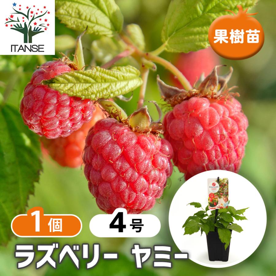 【★Yu★】ラズベリー苗確認用 ラズベリーの苗木 ヤミー 果樹の苗 4号/1個売り ラズベリー苗 木苺