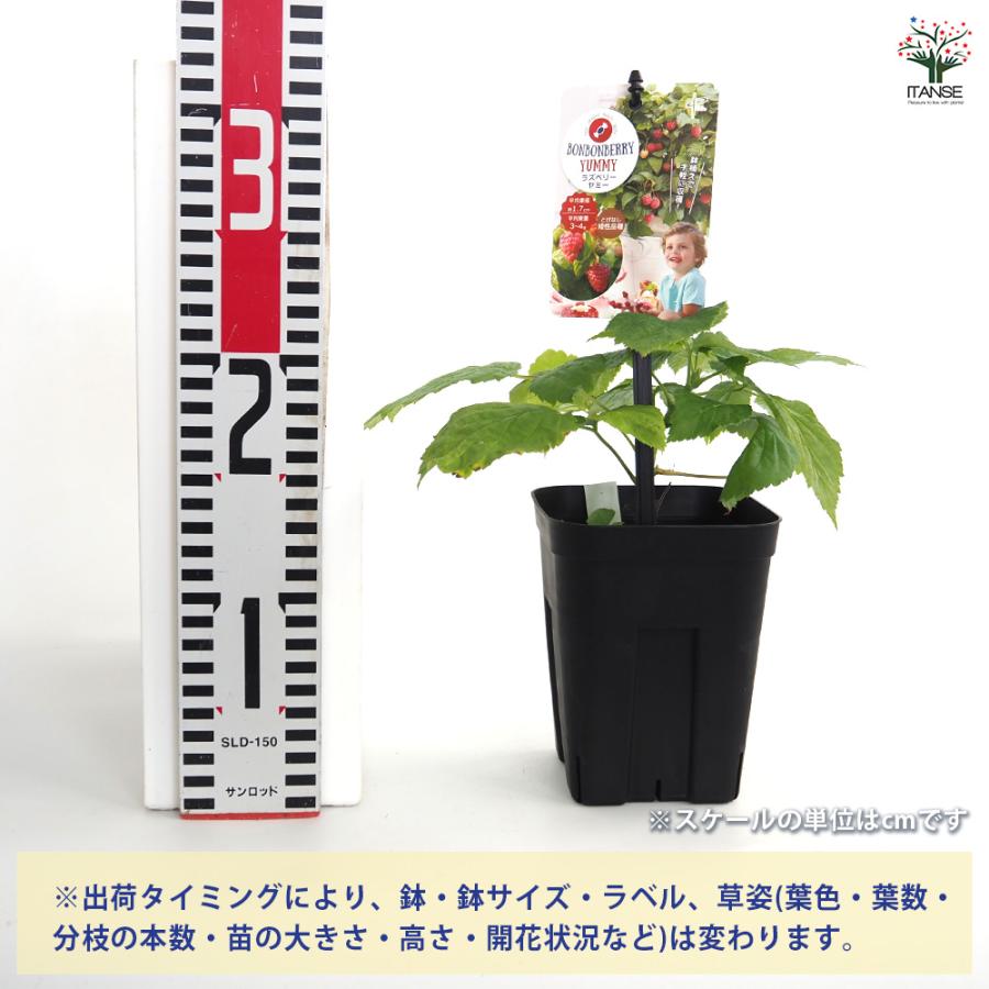 ラズベリーの苗木 ヤミー 果樹の苗 4号/お買い得2個セット ラズベリー