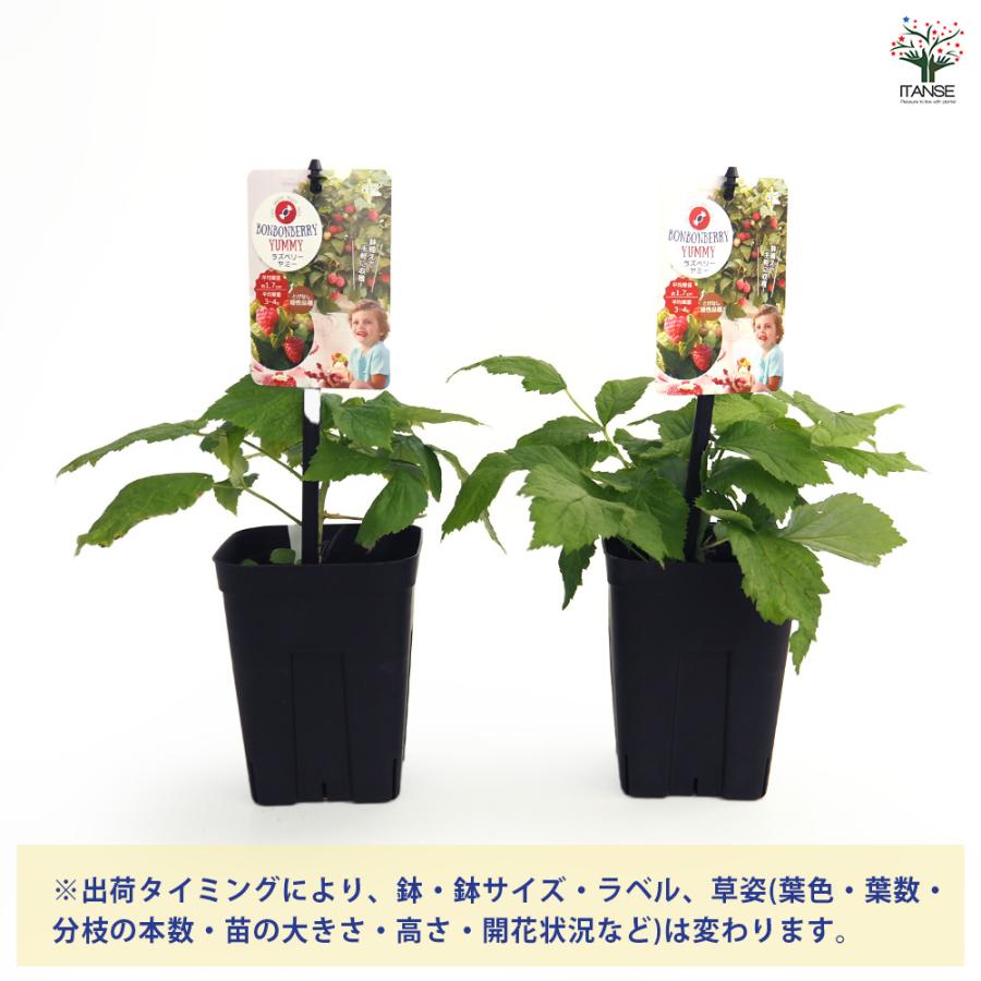 ラズベリーの苗木 ヤミー 果樹の苗 4号/お買い得2個セット ラズベリー