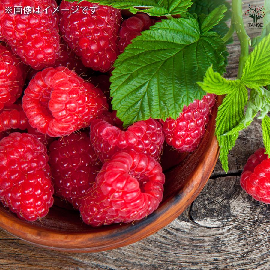 ラズベリーの苗木 ヤミー 果樹の苗 4号/お買い得2個セット ラズベリー