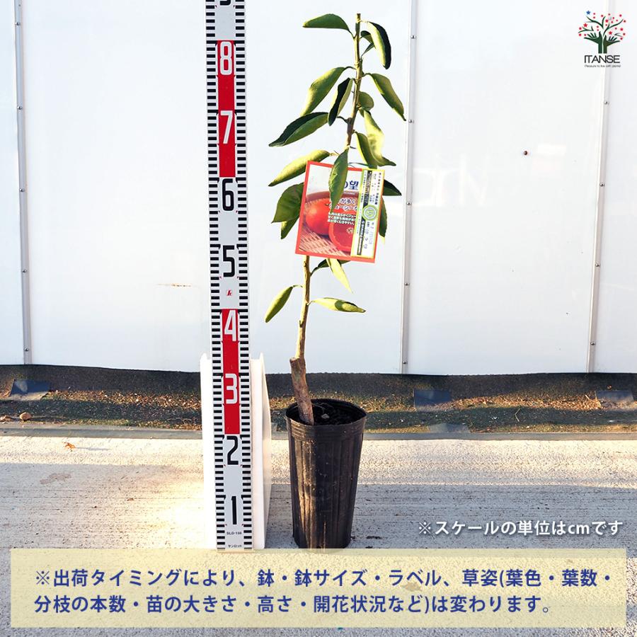 柑橘の苗 津之望 果樹の苗木 4号/1個売り シトラス ガーデニング
