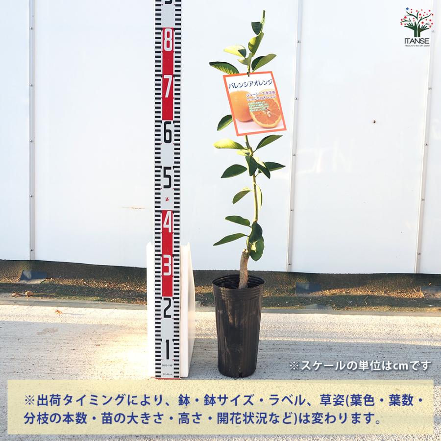 柑橘の苗 バレンシアオレンジ 果樹の苗木 4号/1個売り シトラス 