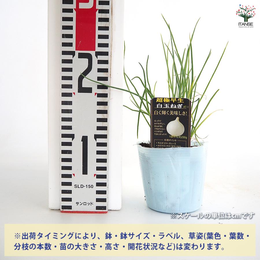 玉ねぎの苗 白玉ねぎ 野菜の苗 3.5号/1個売り ねぎ苗 ネギ 葱 玉ねぎ