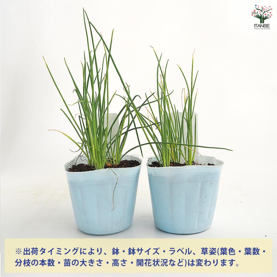 玉ねぎの苗 白玉ねぎ 野菜の苗 3.5号/お買い得3個セット ねぎ苗 ネギ