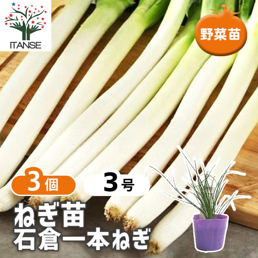 ねぎの苗 石倉一本ねぎ 野菜の苗 3号/お買い得3個セット ねぎ苗 ネギ