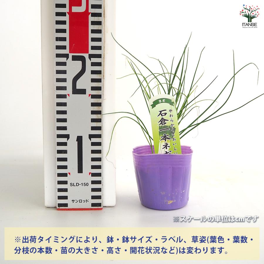 ねぎの苗 石倉一本ねぎ 野菜の苗 3号/お買い得3個セット ねぎ苗 ネギ
