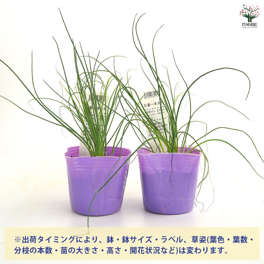 ねぎの苗 石倉一本ねぎ 野菜の苗 3号/お買い得3個セット ねぎ苗 ネギ