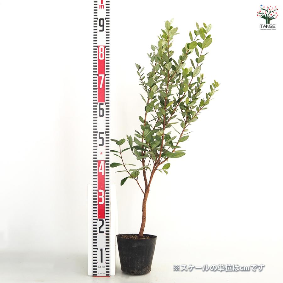 7-32果樹【フェイジョア】樹高約138cm【送料込み】 フェイジョア 【果樹の苗 3.5号】｜ 【植物のITANSE】全品送料