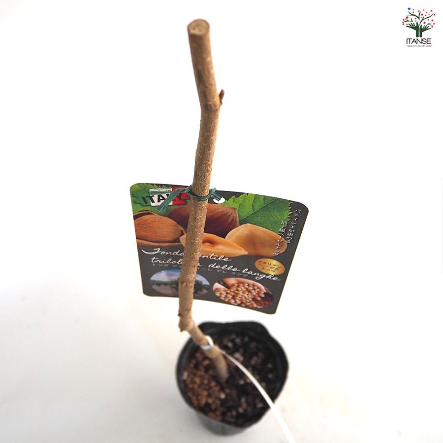 ヘーゼルナッツの苗木 トンダ ジェンティレデレ ランゲ 果樹の苗木 4号