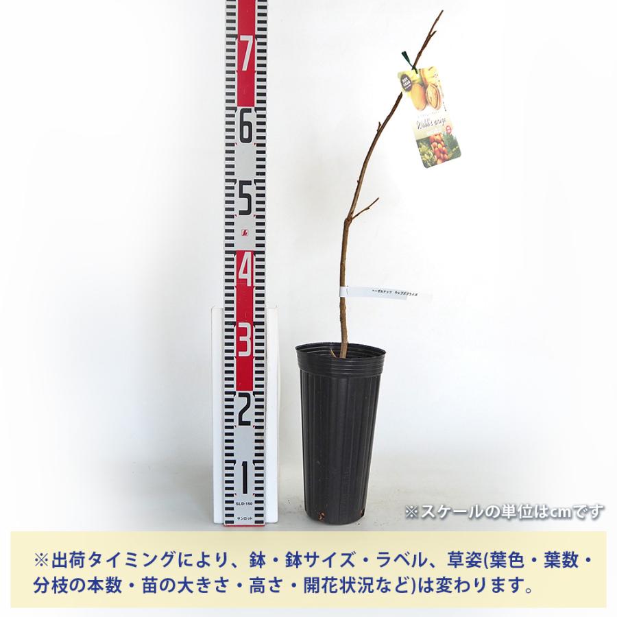 【のん38様】ヘーゼルナッツ2種　穂木 美味しいヘーゼルナッツ2種セット| 種・苗・ガーデニング用品の