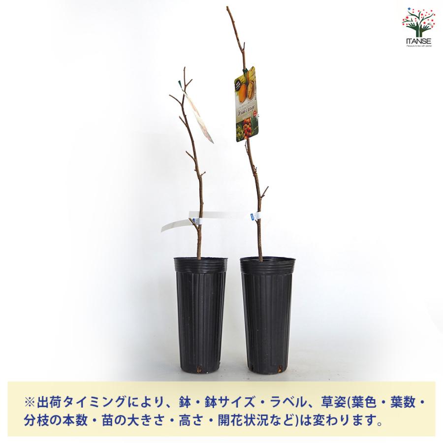 ヘーゼルナッツの苗木 ウェブズプライズ 果樹の苗木 4号/1個売り