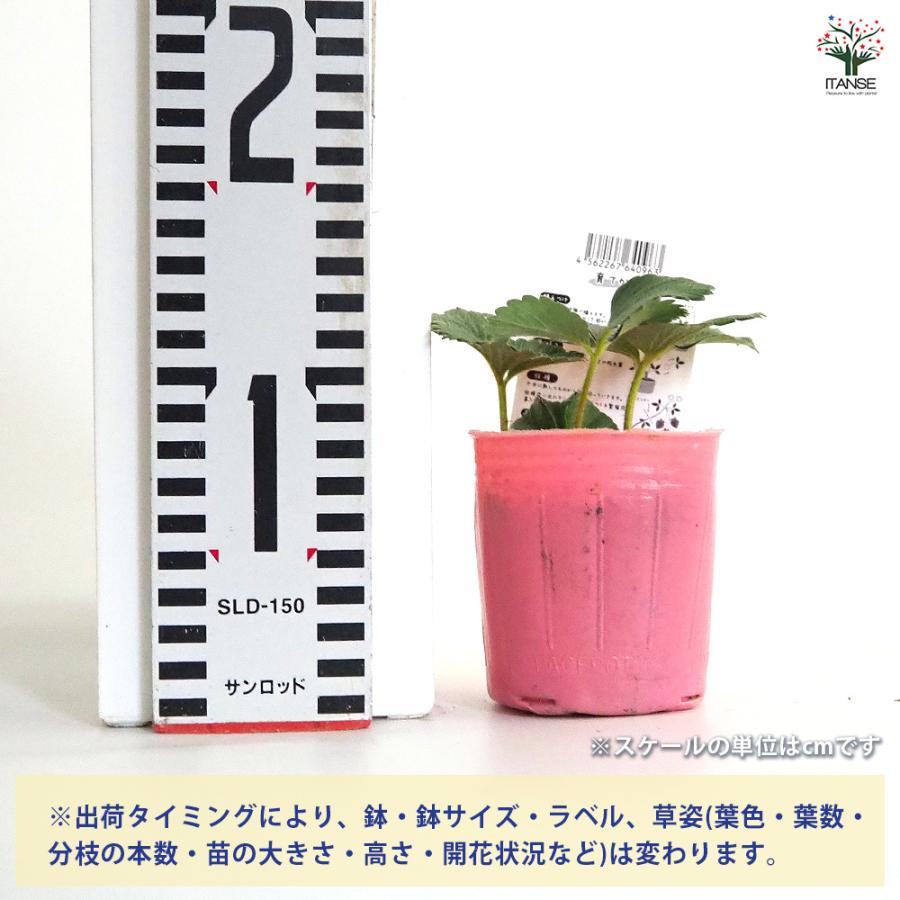 いちごの苗 やよいひめ 野菜の苗 3号/お買い得2個セット イチゴ苗