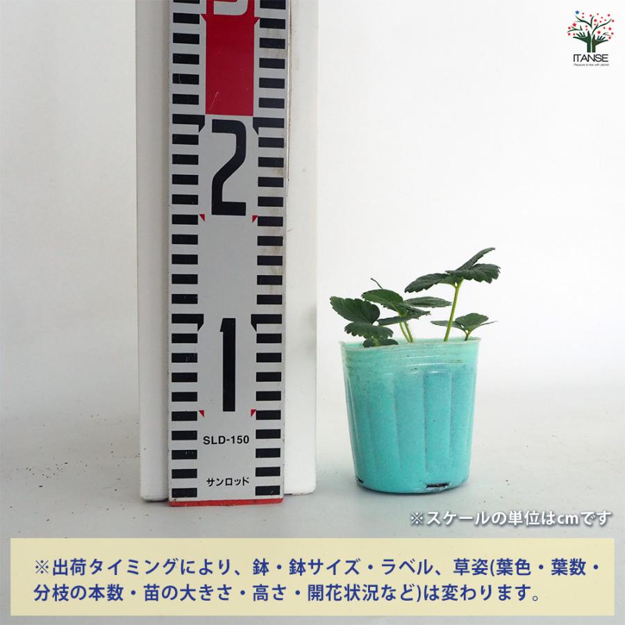 完全無農薬　幸せを運ぶ　野苺【3苗】野苺お任せ3苗　再送保証有 いちごの苗 ふさのか 野菜の苗 3号/お買い得4個セット イチゴ苗 イチゴ