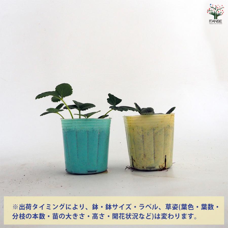 いちごの苗 ふさのか 野菜の苗 3号/お買い得4個セット イチゴ苗 イチゴ