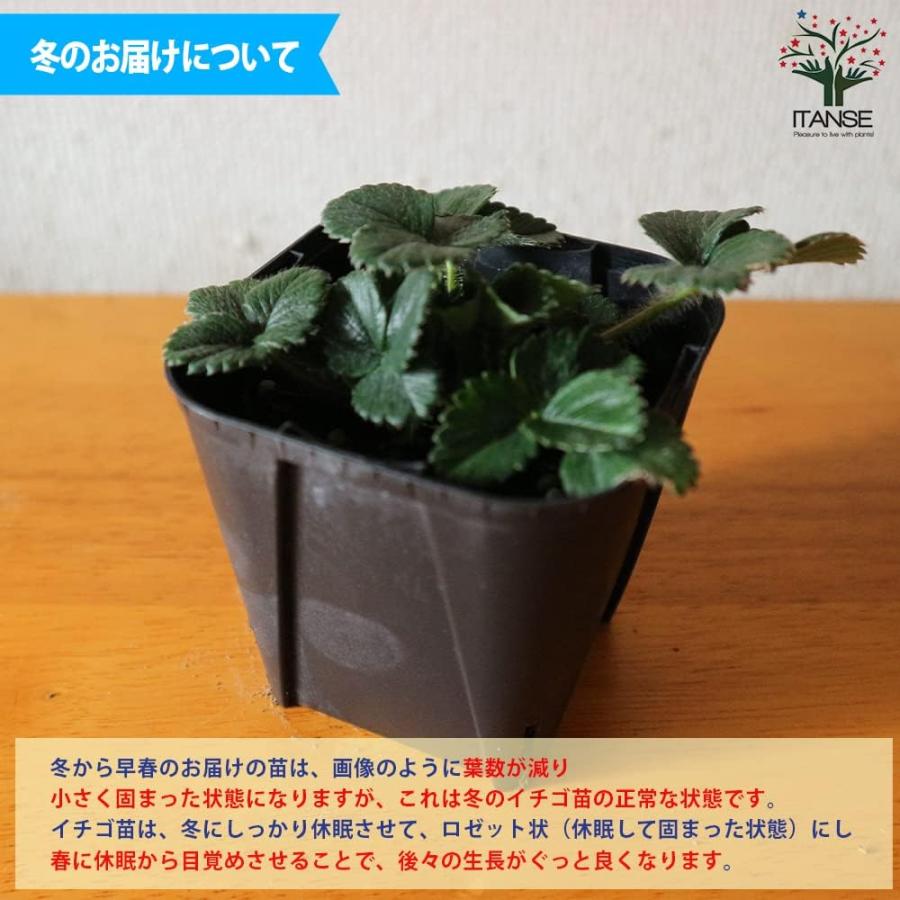 いちごの苗 ふさのか 野菜の苗 3号/お買い得4個セット イチゴ苗 イチゴ