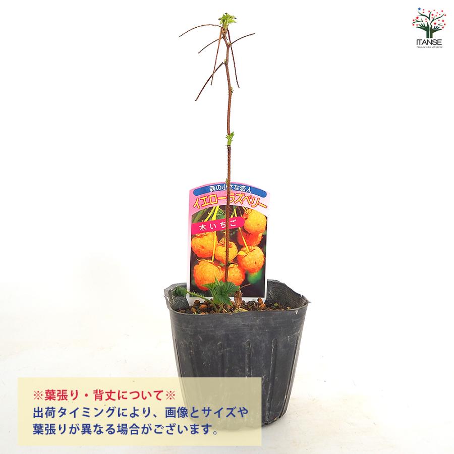イエローラズベリー 果樹の苗 3.5号/お買い得4個セット ベリー系