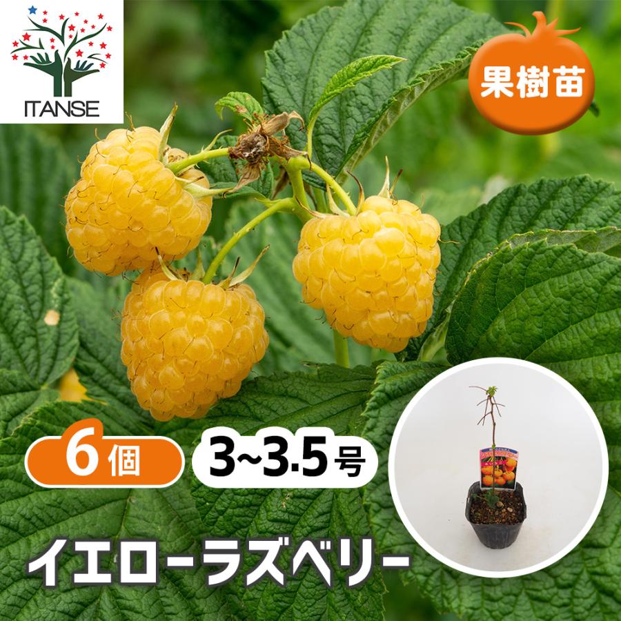 イエローラズベリー 果樹の苗 3.5号/お買い得6個セット ベリー系