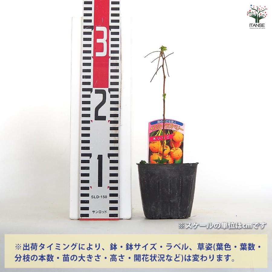 イエローラズベリー 果樹の苗 3.5号/お買い得8個セット ベリー系