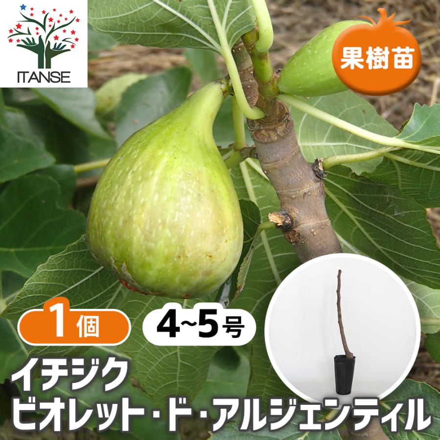イチジク ビオレット ド アルジェンティル 果樹の苗木 4号/1個売り 