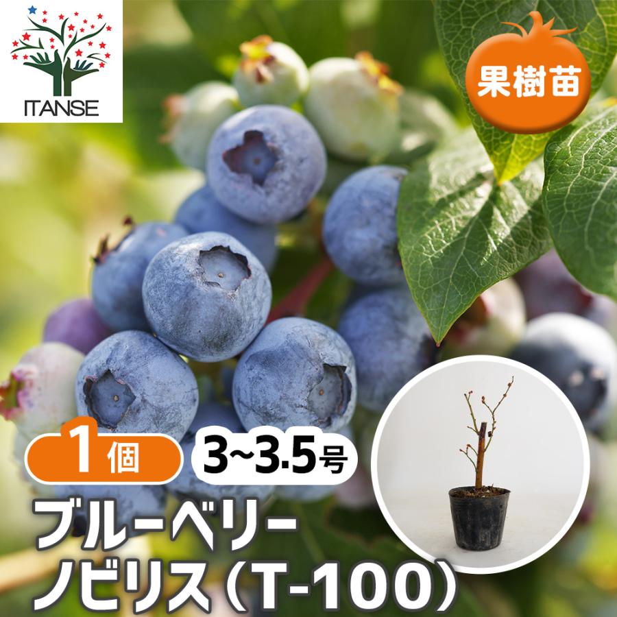 ブルーベリー ノビリス(T-100) 果樹の苗 3〜3.5号/1個売り 果樹 果樹苗