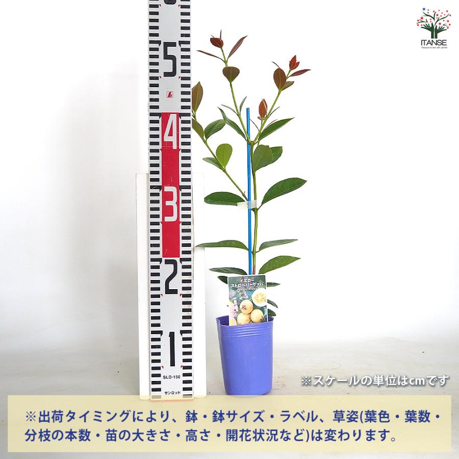 イエローストロベリーグァバ 果樹の苗 3号/1個売り 果樹苗 果樹苗木