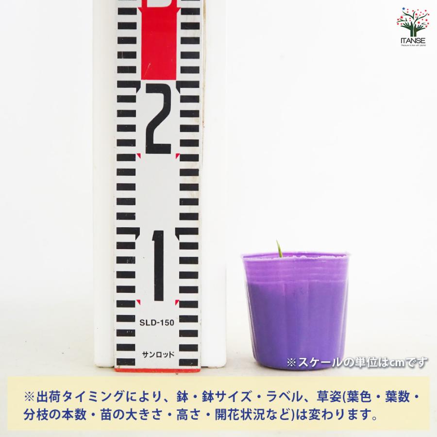 秋みょうが 野菜の苗 3号/お買い得2個セット みょうが 茗荷 Japanese