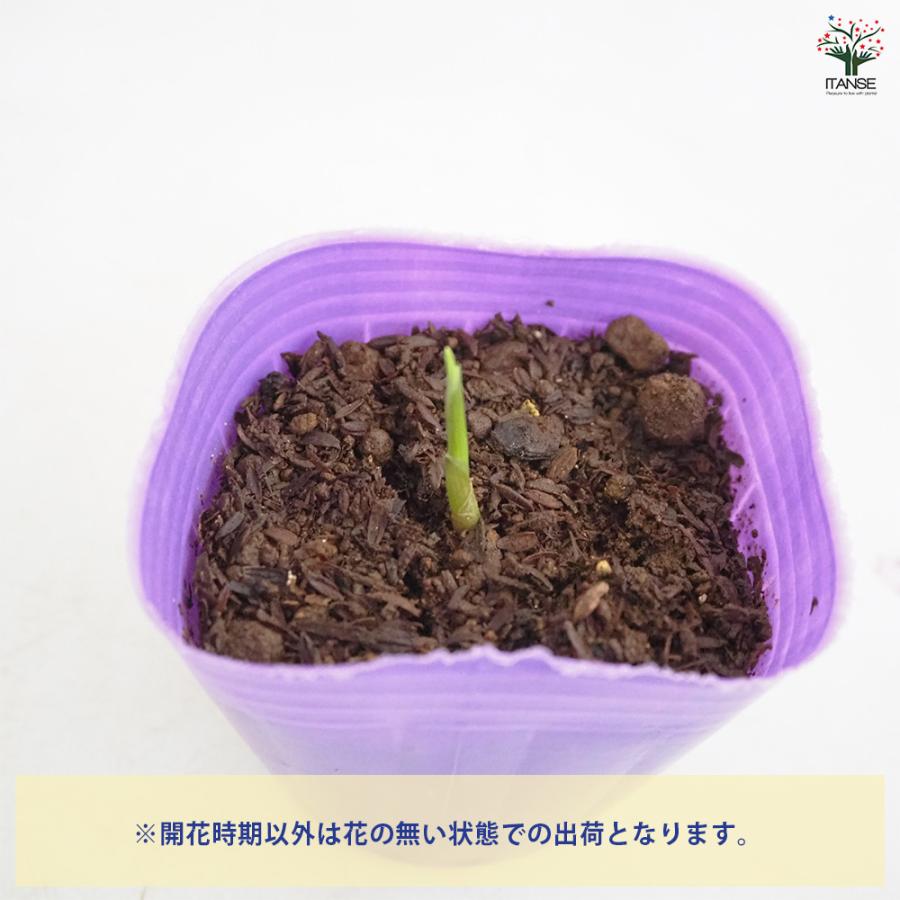 秋みょうが 野菜の苗 3号/お買い得2個セット みょうが 茗荷 Japanese